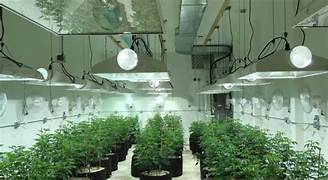 Instalación comercial de clonación con múltiples cámaras en diferentes fases de producción